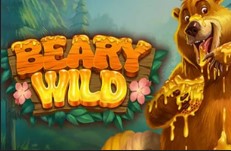 Beary Wild